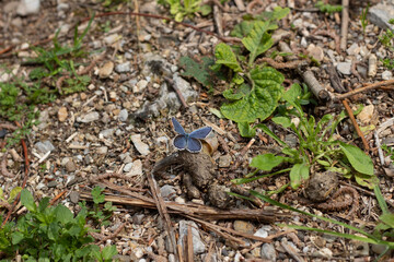 squirrel in the grass