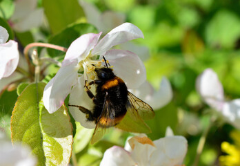 a bumblebee that is on a white flower macro