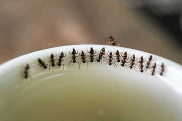 Macro photo of worker ants sucking up sugar syrup from a mug and their abdomen expands due to being filled with sugary liquid.