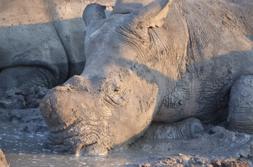Obraz premium White Rhino at Sabi Sabi game reserve, South Africa