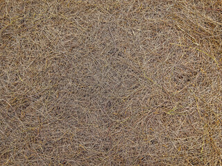 The dried pine leaves fall down on the floor. Brown nature background of autumn fallen pine needles and leaves in a fall season forest. natural backdrop for concept and design. Fallen twigs on ground.