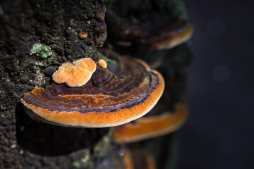Forest fungi colony growing on dead tree trunks. Group of wood ear mushrooms live on rotten wood in...