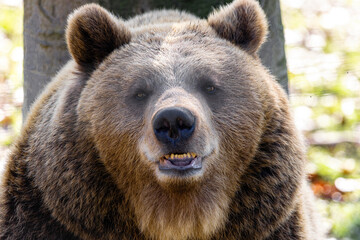 Braunbär