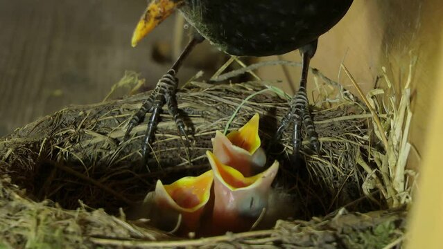 50fps. Blackbird nest with chicks in a garden shed. 