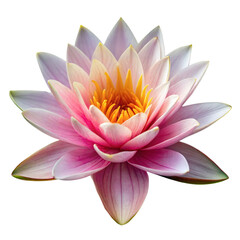 A beautiful water lily with pink and white petals, fully bloomed, showcasing its vibrant colors against a plain background