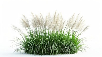Fototapeta premium majestic miscanthus sinensis grass bush on clean white background 3d render illustration