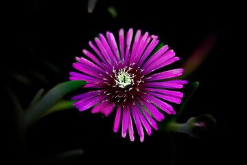 flower in bloom in the garden