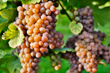 Organic Ripe Pinot Gris Grapes Okanagan Valley Vineyard