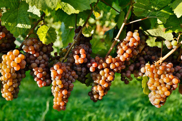 Organic Ripe Pinot Gris Grapes Okanagan Valley Vineyard