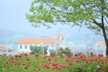 Scenery of Peony Flower in Cheongdo-eupseong, Cheongdo-gun, Gyeongsangbuk-do, Korea