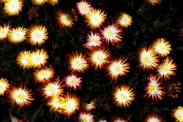 colorful daisy in bloom in spring