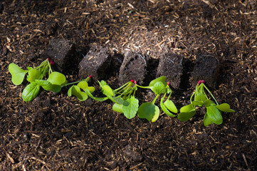 Radieschen (lat. Raphanus sativus var. sativus) junge Pflanzen im Hochbeet - Nahaufnahme / Details