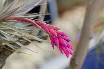 decorative tropical plant in bloom