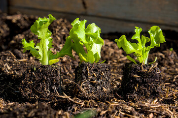 Salat-Anpflanzung in einem kleinen Hochbeet
