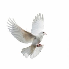a white bird flying in the air with its wings spread