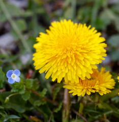 dandelion in the meadow