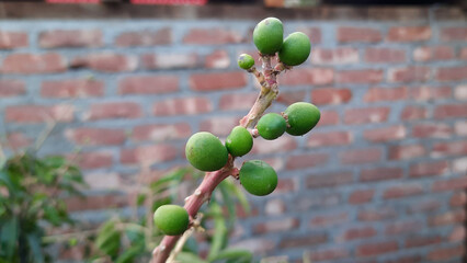 green raw mango are on the plant Mangifera indica plant