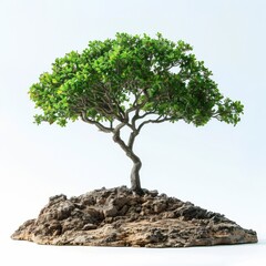 a small tree on a rock with a white background