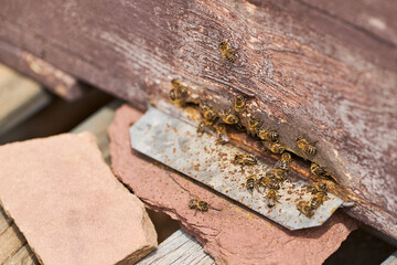 A group of bees gather on a wooden surface at the entrance of the hive