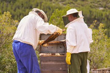 Two beekeepers are working on a hive