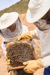 Two beekeepers are working together to extract honey from a hive