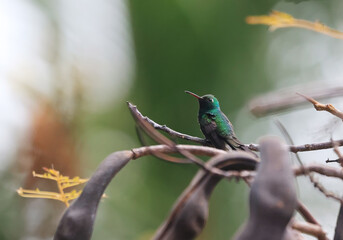 Cuban Emerald or Esmeralda Cubana - A Hummingbird in Cuba (Riccordia ricordii)