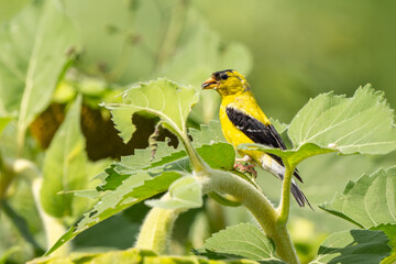 American Goldfinch on Sunflower eating Seeds