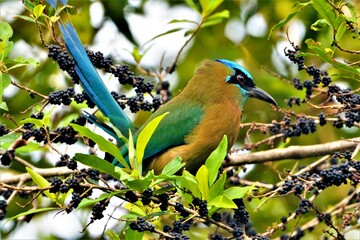 Lesson's motmot (Momotus lessonii) or the blue-diademed motmot, a colorful near-passerine bird with...