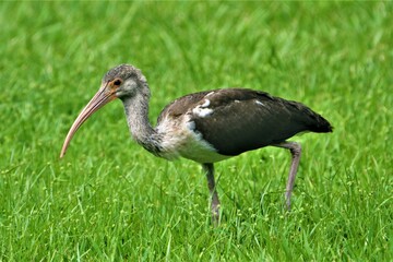 Juvenile American white ibis (Eudocimus albus) in Corcovado National Park on the Osa Peninsula, Osa Conservation Area (Osa Canton, southwestern region of Costa Rica)