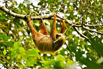 Hoffmann's two-toed sloth (Choloepus hoffmanni) hanging in the trees of the tropical forest (Costa...