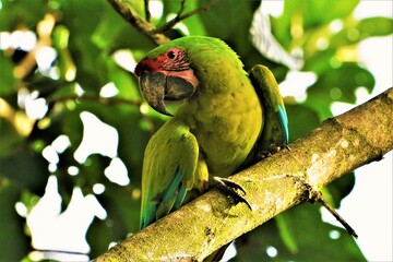 Great green macaw (Ara ambiguus, also known as Buffon's macaw or the great military macaw) - a critically endangered parrot as observed in Costa Rica © Romana Kontowiczova