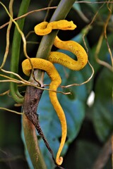 Bothriechis schlegelii (eyelash viper) - a relatively small venomous pit viper observed in Cahuita National Park (Limón Province, Costa Rica)