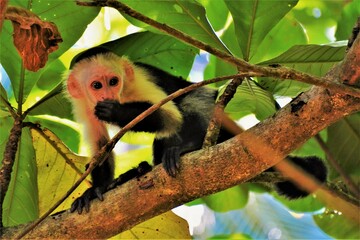 Panamanian white-faced capuchin (Cebus imitator) - a medium-sized monkey of the family Cebidae observed in Cahuita National Park (Limón Province, Costa Rica)