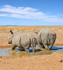 Rhino, walking and water in natural safari in African national park, wildlife and waterhole in nature for hydration. White rhinoceros, herbivore animal and endangered species with habitat loss.