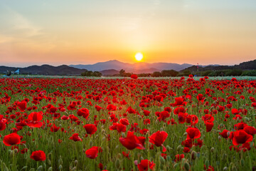 A view full of red poppies in a riverside field. Sunset view of Akyang bank in Haman-gun, South Gyeongsang Province, South Korea.
