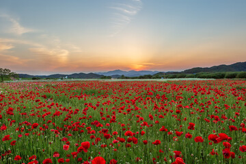A view full of red poppies in a riverside field. Sunset view of Akyang bank in Haman-gun, South Gyeongsang Province, South Korea.