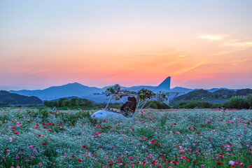 A view full of red poppies in a riverside field. Sunset view of Akyang bank in Haman-gun, South...