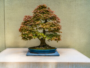 Lone Bonsai Tree 3