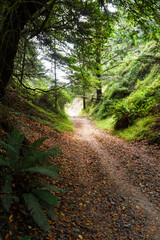 wonderful forest hiking path at the point Reyes national seashore area, california