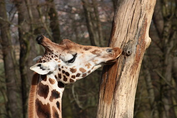 Giraffe, tree