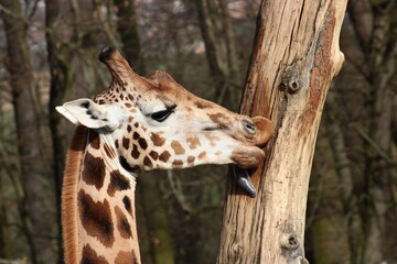 Giraffe, tree