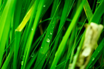 Morgentau auf frischem Grün: Lebendige Grashalme in Nahaufnahme