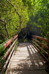 a little red wooden bridge in the forest of the point Reyes national seashore area, california