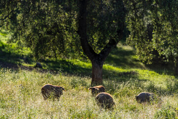 Herd of Iberian pigs, Sus scrofa domestica, Sierra Morena, Sierra Norte de Sevilla, province of Seville, Andalusia