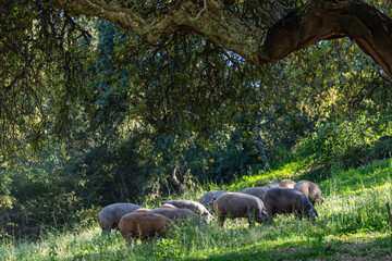 Herd of Iberian pigs, Sus scrofa domestica, Sierra Morena, Sierra Norte de Sevilla, province of Seville, Andalusia