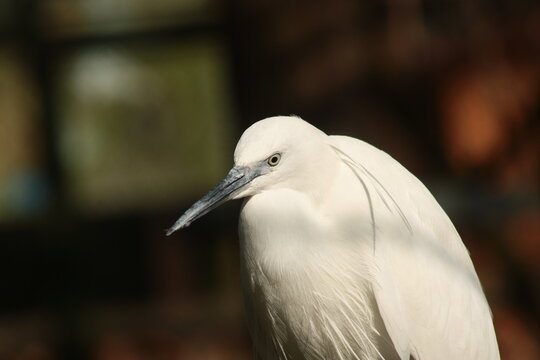 Great egret
