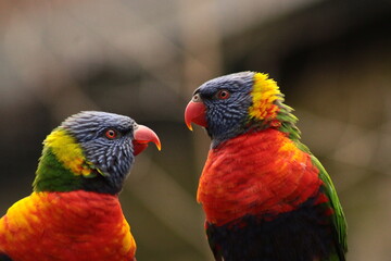 Coconut lorikeet, parrot, australia, native.