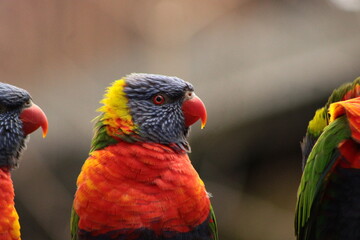 Coconut lorikeet, Australia, color full, parrot.  © Tobiasz