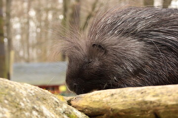 Porcupine, Zittau Zoo, Tierpark, Animals, Cute, 