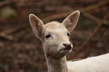 Fallow deer, park, animals, albino, cute